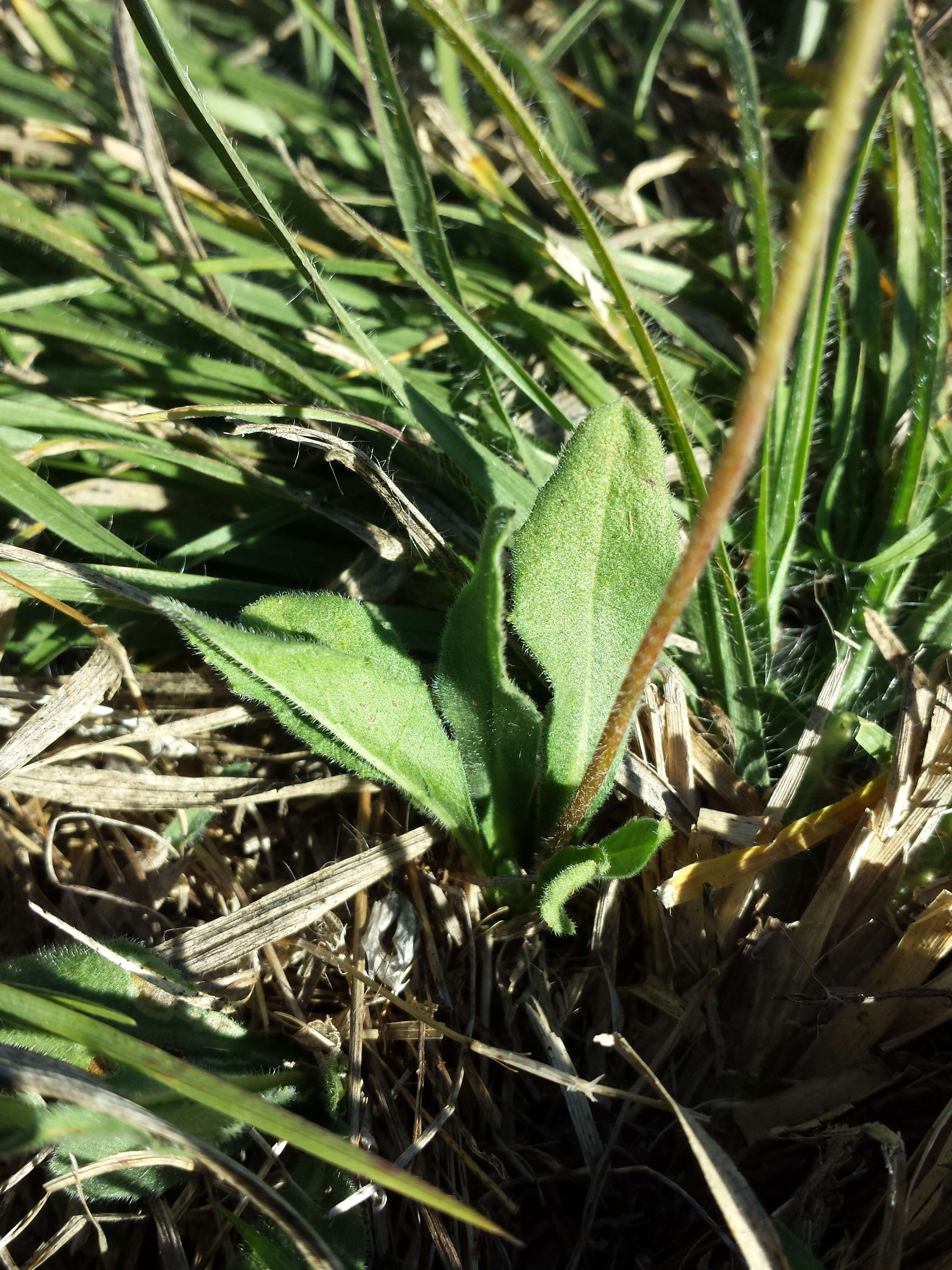 Bellis sylvestris Cyr. resmi