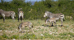 Image of Cape mountain zebra