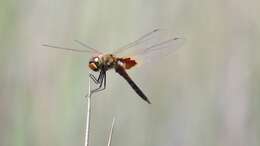 Image of Common Glider