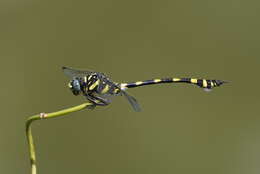 صورة Ictinogomphus rapax (Rambur 1842)