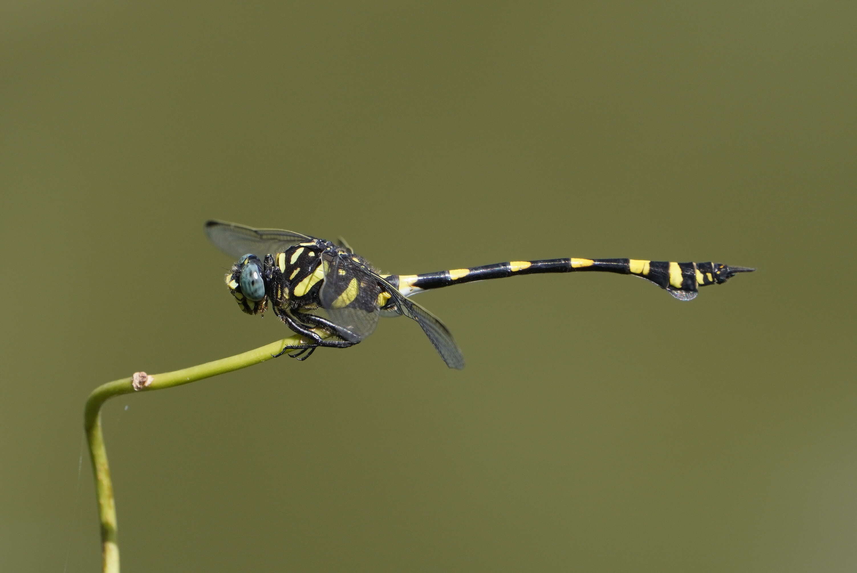 صورة Ictinogomphus rapax (Rambur 1842)