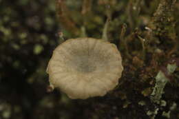 Image of Arrhenia chlorocyanea (Pat.) Redhead, Lutzoni, Moncalvo & Vilgalys 2002