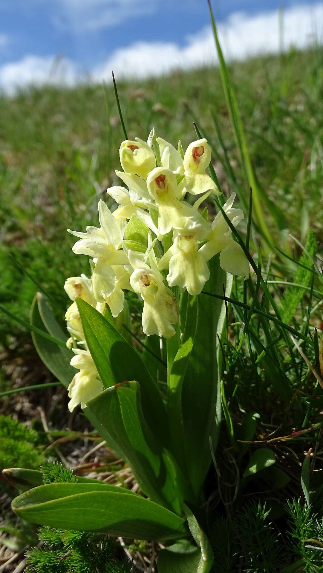 Image of Elder-flowered orchid