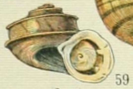 Image of Pomatias S. Studer 1789