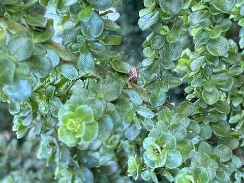 Imagem de Prostanthera cuneata Benth.