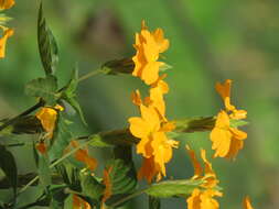 Imagem de Crossandra infundibuliformis (L.) Nees