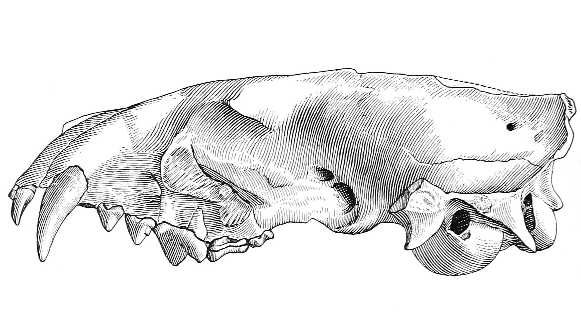 Image of Hesperocyoninae