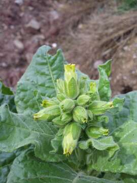 Image of Aztec tobacco