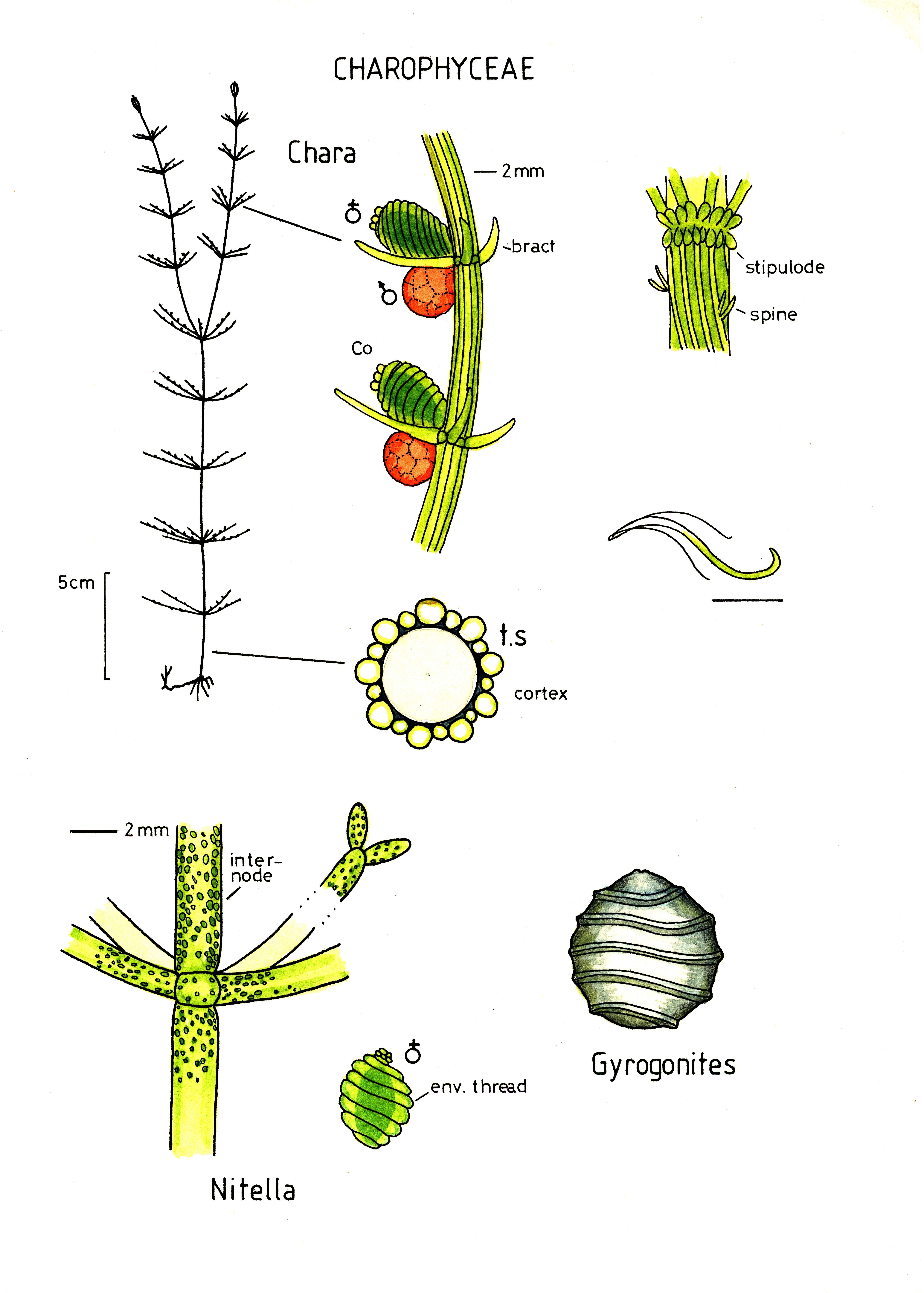 Image of Charophyceae