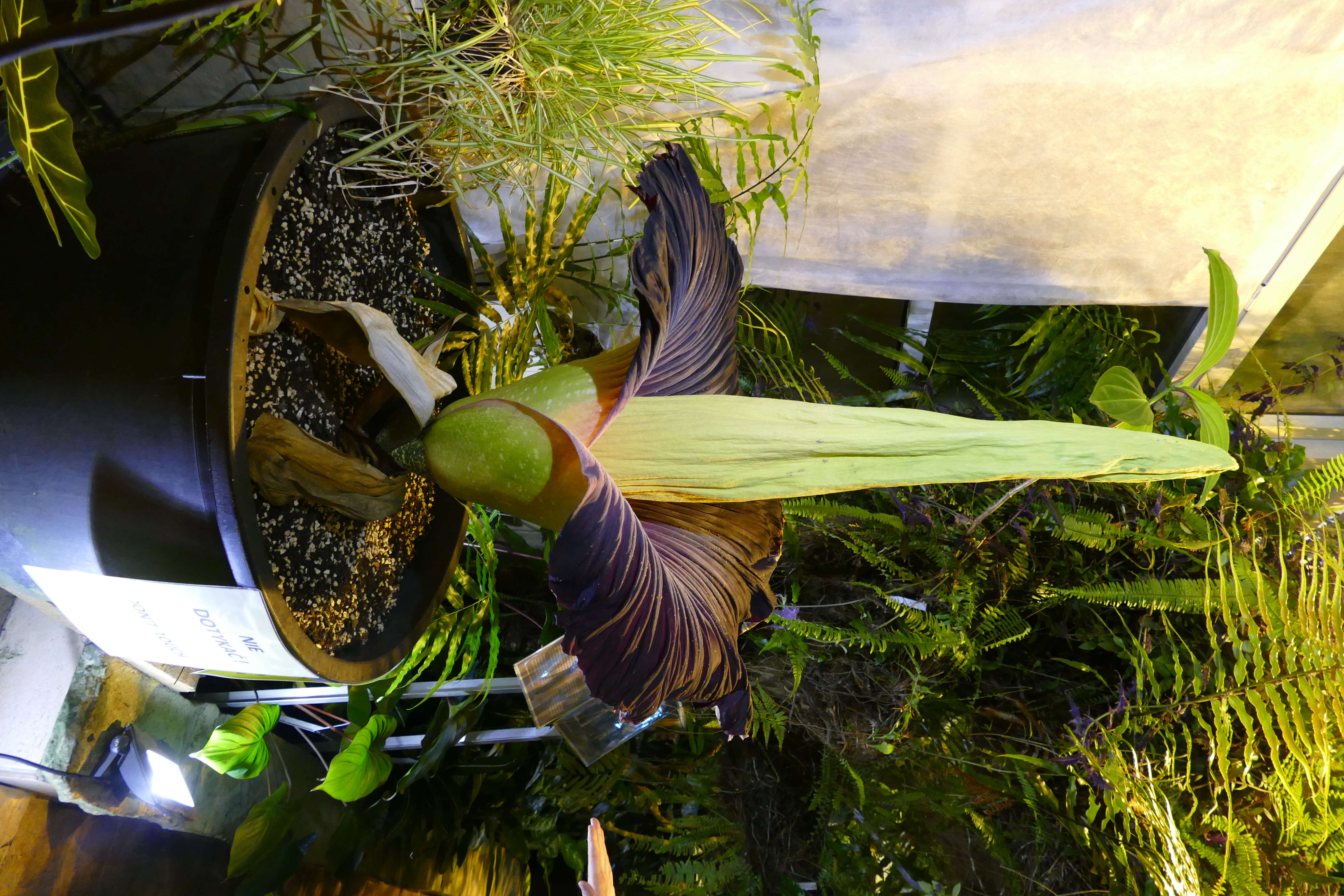 Amorphophallus titanum (Becc.) Becc. resmi