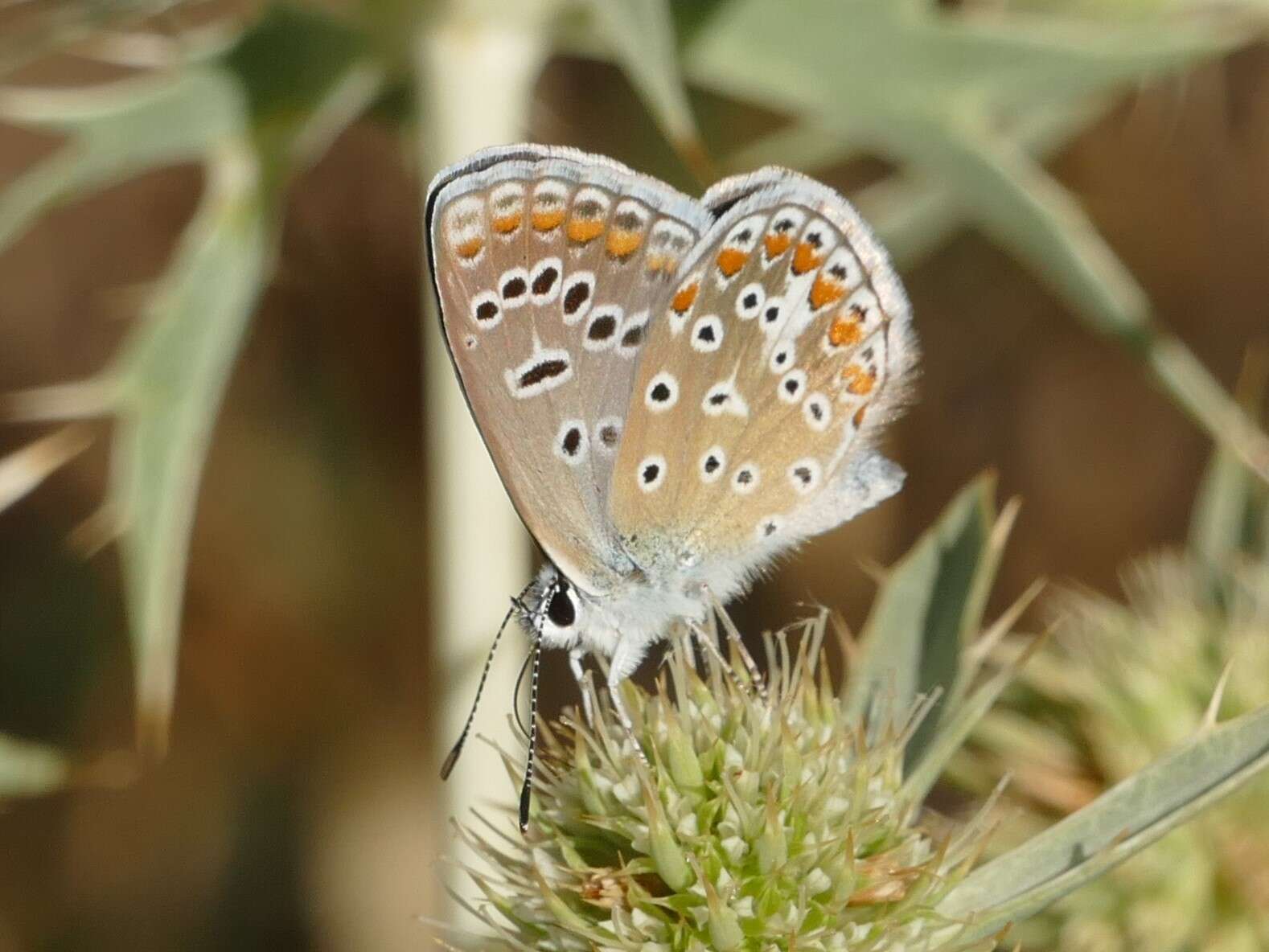 Image of common blue