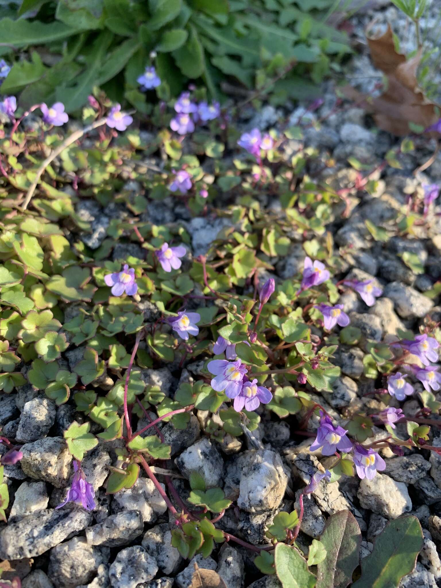 Image of Ivy-leaved Toadflax