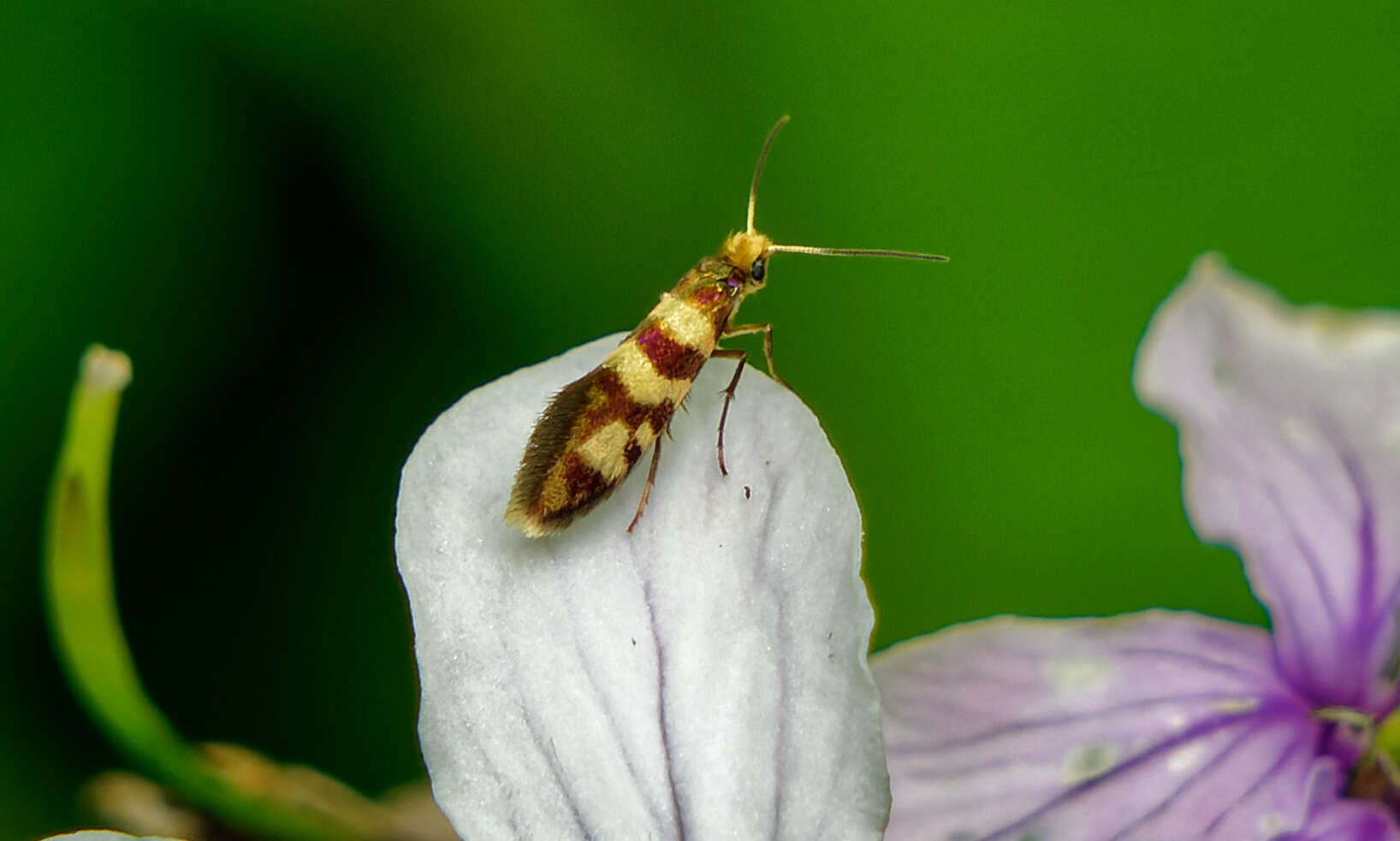 Imagem de Micropterix rothenbachii Frey 1856