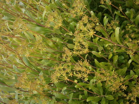 Image of Shrubby Hare's Ear