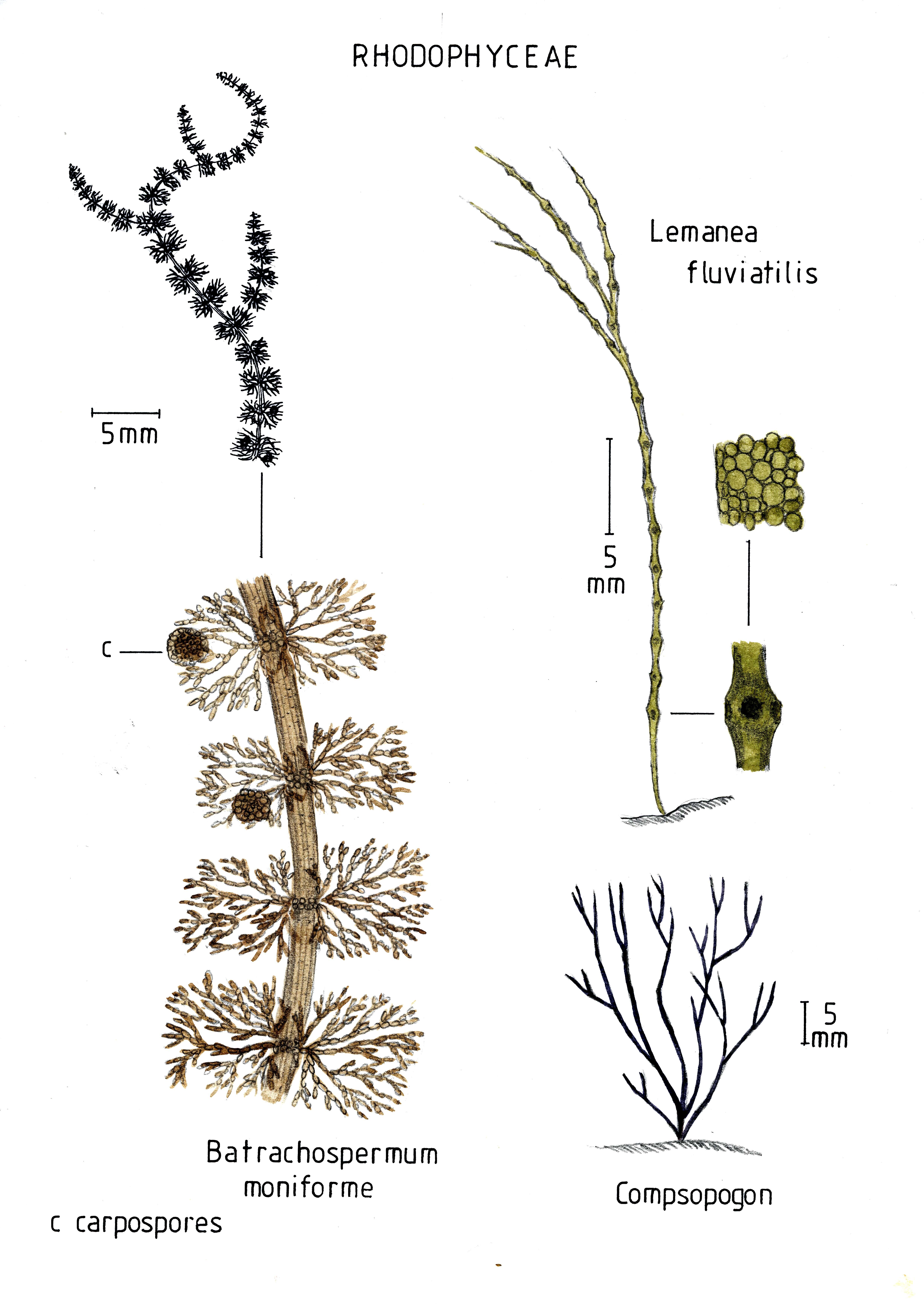 Image of Compsopogonaceae