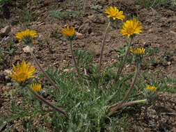 Image of Hooker's balsamroot