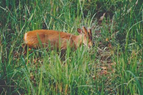 Image of Barking Deer