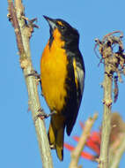 Image of Black-backed Oriole