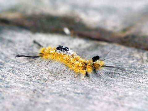 Image of Yellow-based Tussock Moth