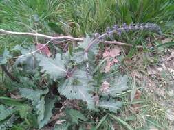 Image of verbena sage