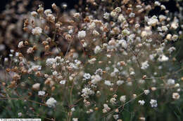 Image de Gypsophila paniculata L.