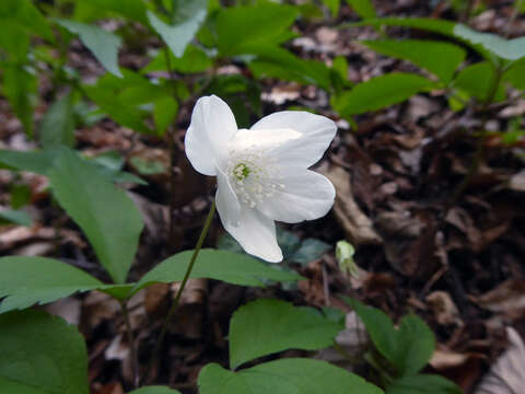 Plancia ëd Anemone trifolia L.