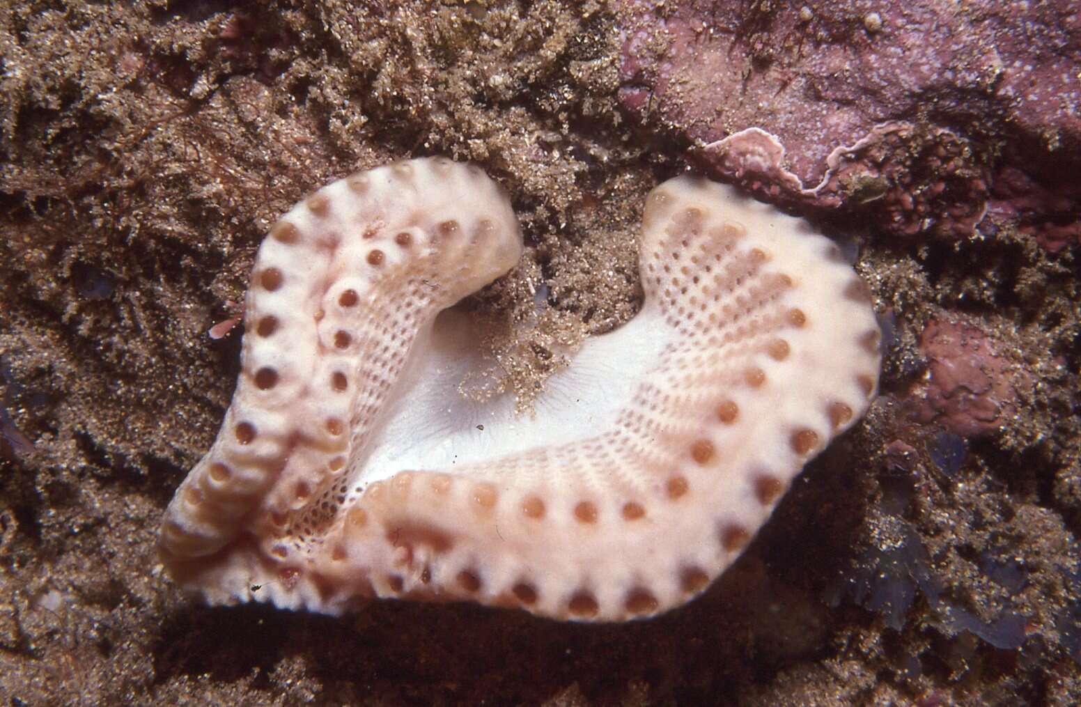 Image of Sycozoa cerebriformis (Quoy & Gaimard 1834)