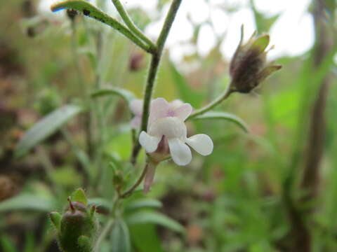 Image of dwarf snapdragon