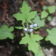 Image of Ajuga japonica Miq.