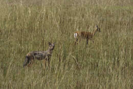 Image of Side-striped Jackal