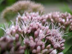 Image of hemp agrimony