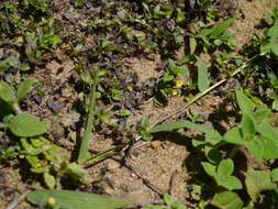 Mecardonia procumbens (Mill.) Small resmi