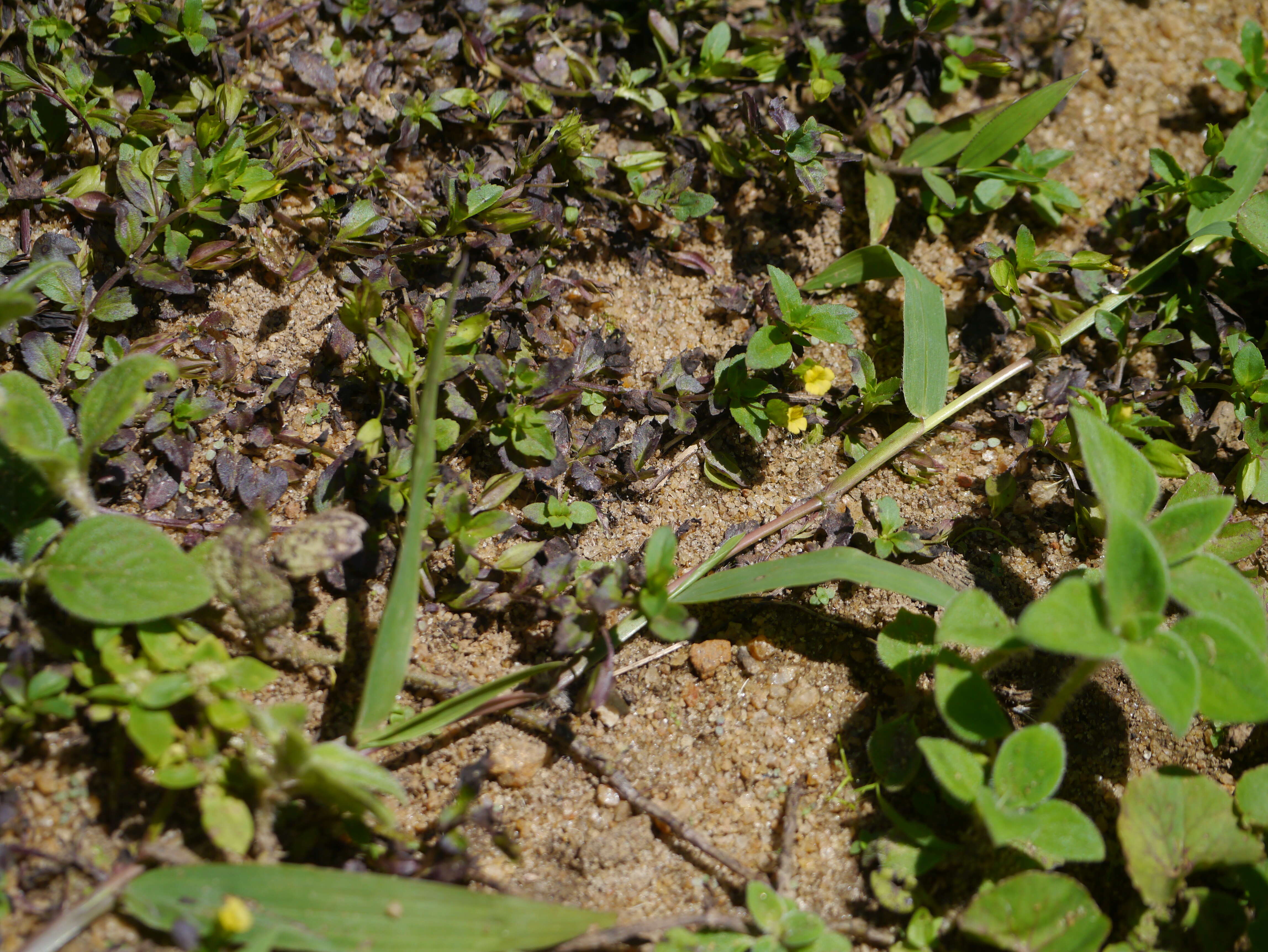 Mecardonia procumbens (Mill.) Small resmi