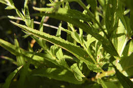 Image of purpleleaf willowherb