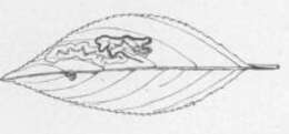 Image of Stigmella rhamnicola (Braun 1916) Newton et al. 1982