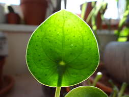 Image of Chinese money plant