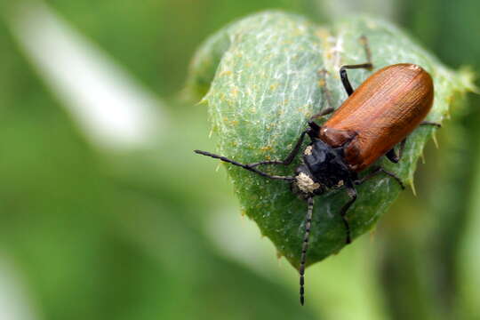 Image of Omophlus lepturoides