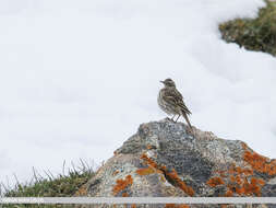 Image of Rosy Pipit