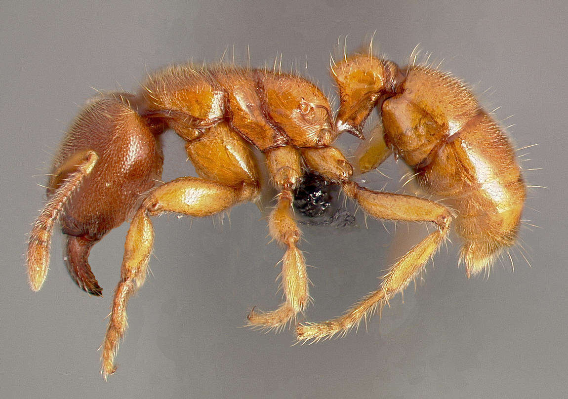 Imagem de Typhlomyrmex