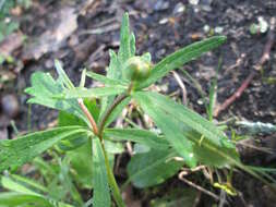 Image of Goldilocks Buttercup