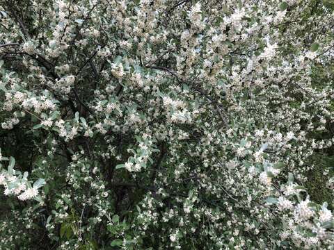 Image of cherry silverberry