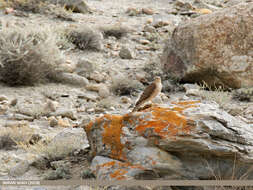 Image of Eurasian Sparrowhawk