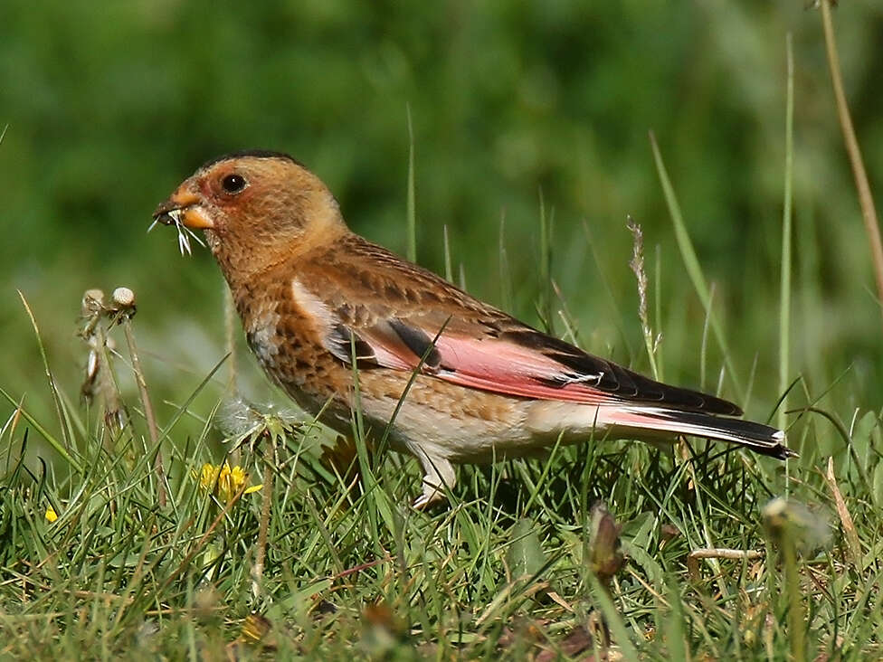 Image of Asian Crimson-winged Finch