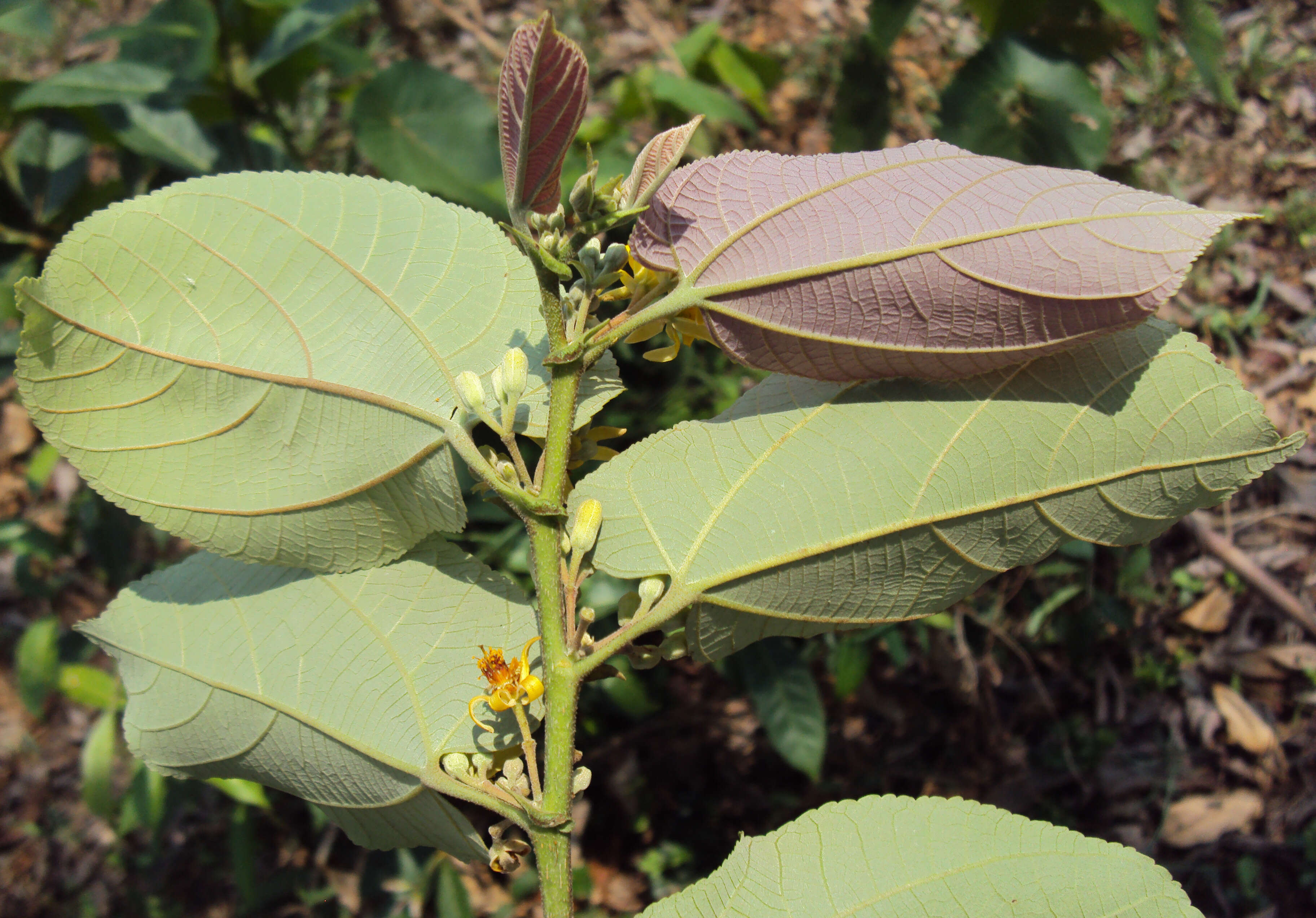 Image of Grewia tiliifolia Vahl