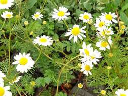 Image of false mayweed