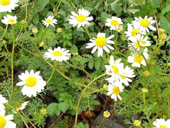 Image of false mayweed