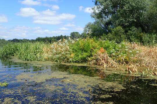 Image of European Waterhemlock