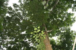 Imagem de Erythrina poeppigiana (Walp.) O. F. Cook