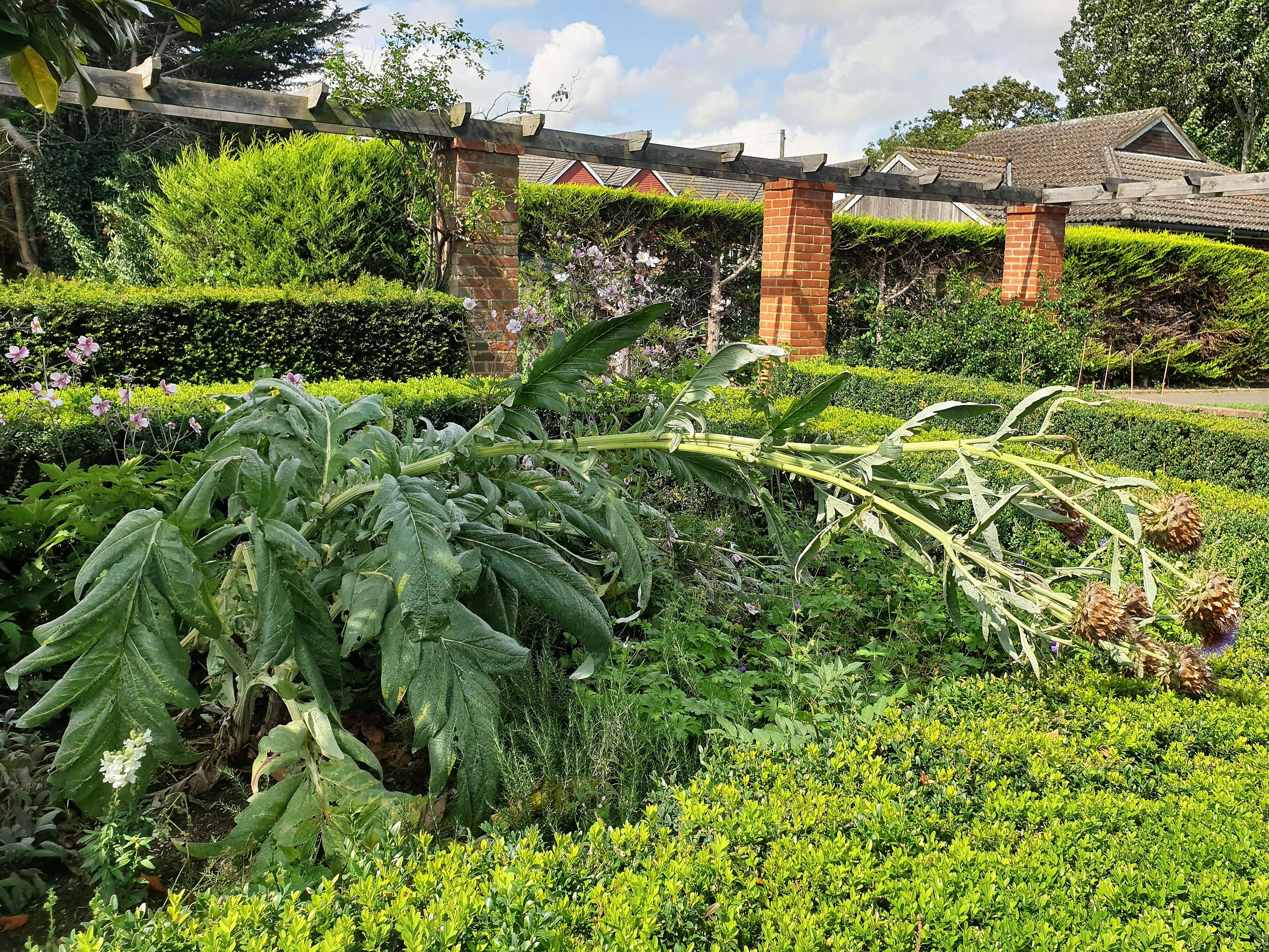 Image of cardoon