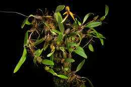 Image of Bulbophyllum williamsii A. D. Hawkes